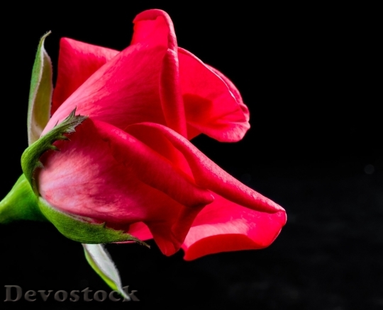 Devostock Beautiful red rose  (374)