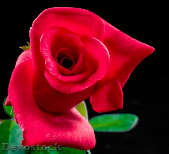 Devostock Beautiful red rose  (375)