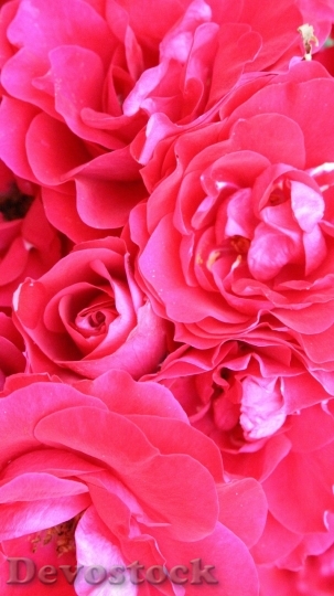 Devostock Beautiful red rose  (378)