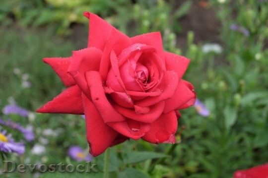 Devostock Beautiful red rose  (379)