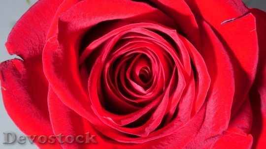 Devostock Beautiful red rose  (38)
