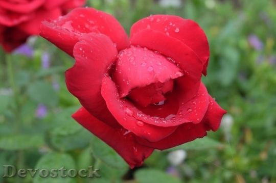 Devostock Beautiful red rose  (380)