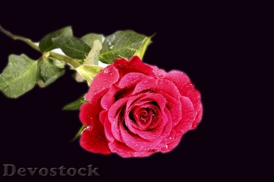 Devostock Beautiful red rose  (382)
