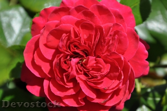 Devostock Beautiful red rose  (384)