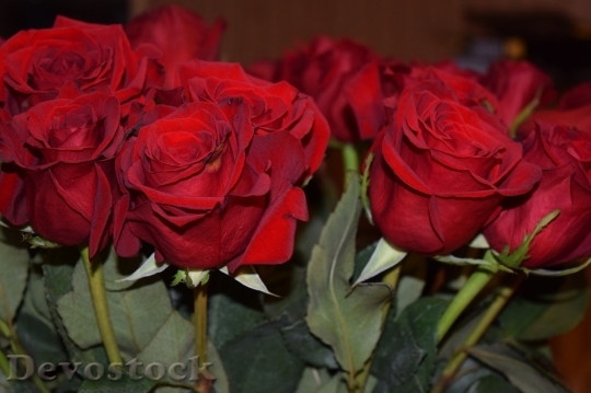 Devostock Beautiful red rose  (385)