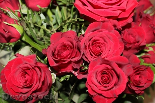 Devostock Beautiful red rose  (387)