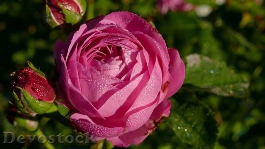 Devostock Beautiful red rose  (388)