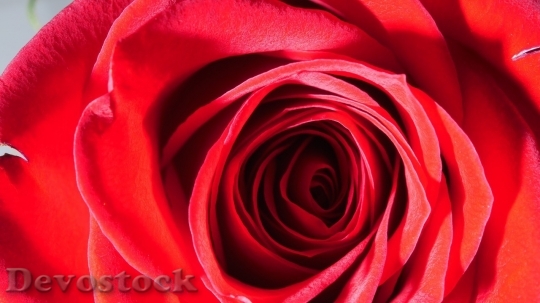 Devostock Beautiful red rose  (39)