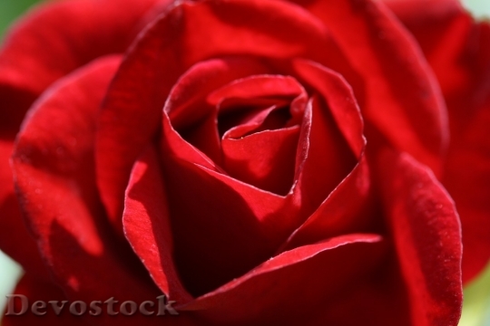 Devostock Beautiful red rose  (390)