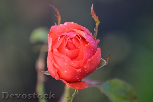 Devostock Beautiful red rose  (391)