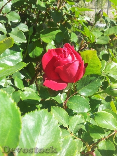 Devostock Beautiful red rose  (394)