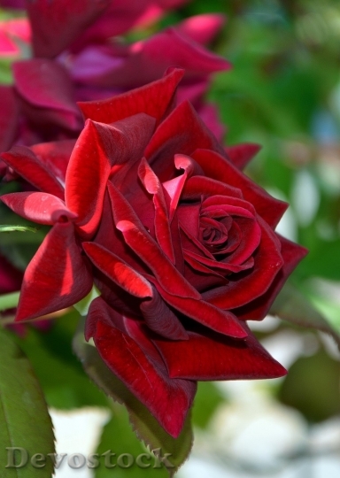 Devostock Beautiful red rose  (395)