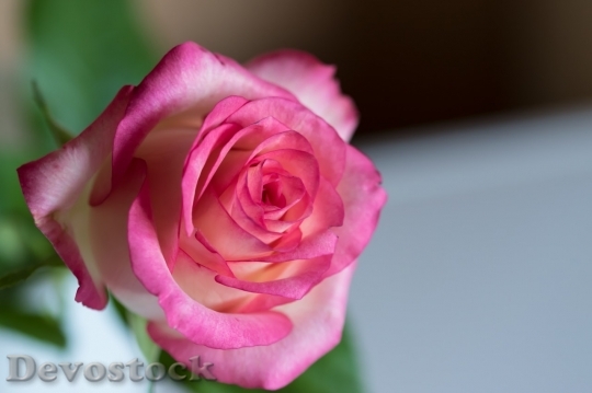 Devostock Beautiful red rose  (396)