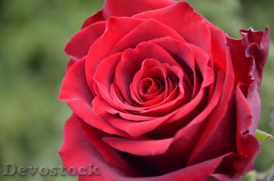 Devostock Beautiful red rose  (397)