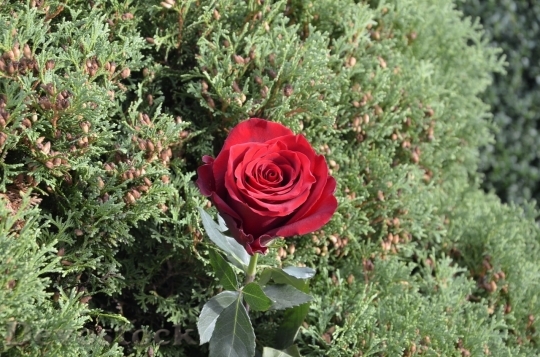 Devostock Beautiful red rose  (398)