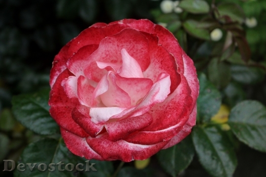 Devostock Beautiful red rose  (399)