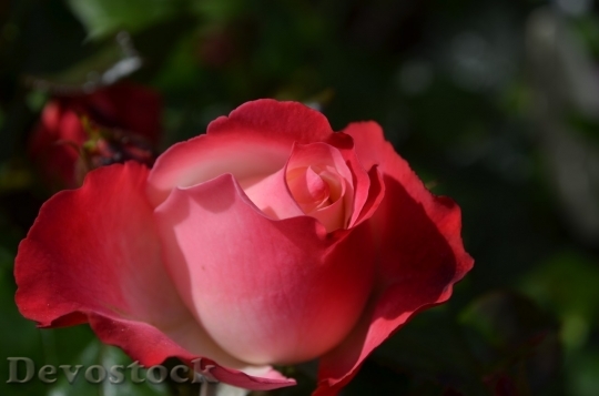 Devostock Beautiful red rose  (4)