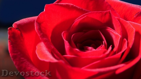 Devostock Beautiful red rose  (40)