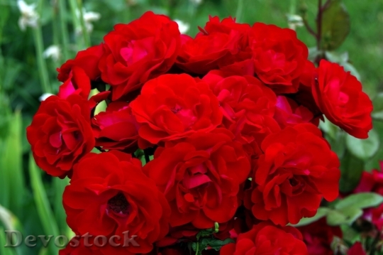 Devostock Beautiful red rose  (401)