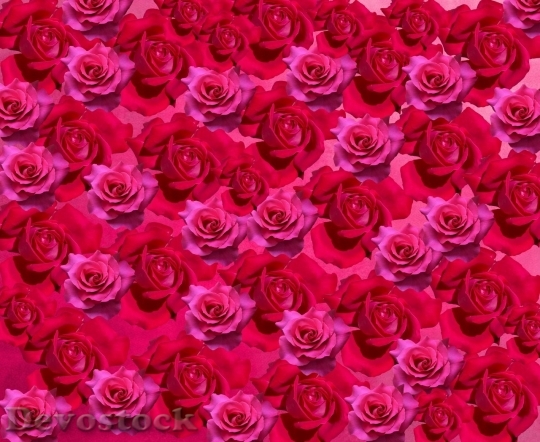 Devostock Beautiful red rose  (402)