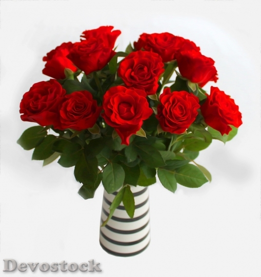 Devostock Beautiful red rose  (403)