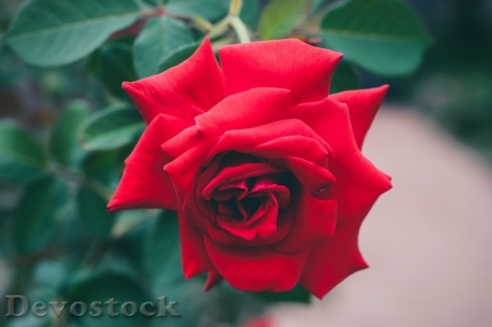Devostock Beautiful red rose  (405)