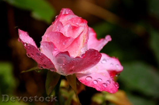 Devostock Beautiful red rose  (406)