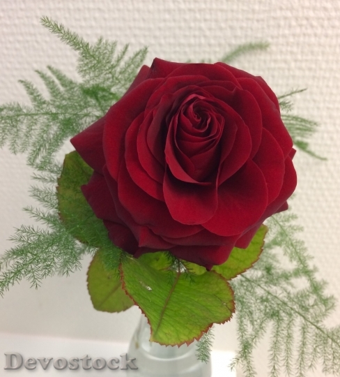 Devostock Beautiful red rose  (407)