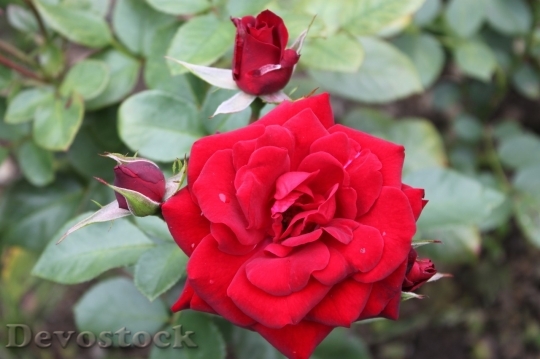Devostock Beautiful red rose  (408)