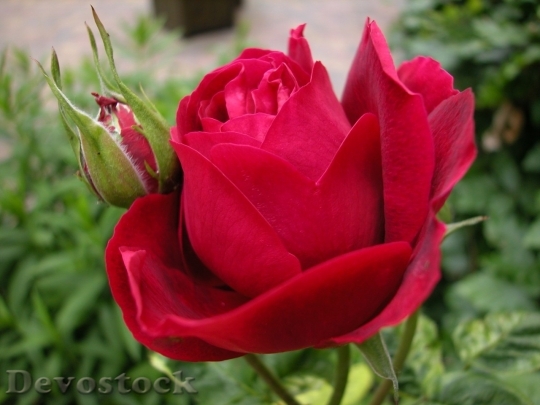 Devostock Beautiful red rose  (409)