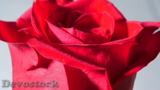 Devostock Beautiful red rose  (41)