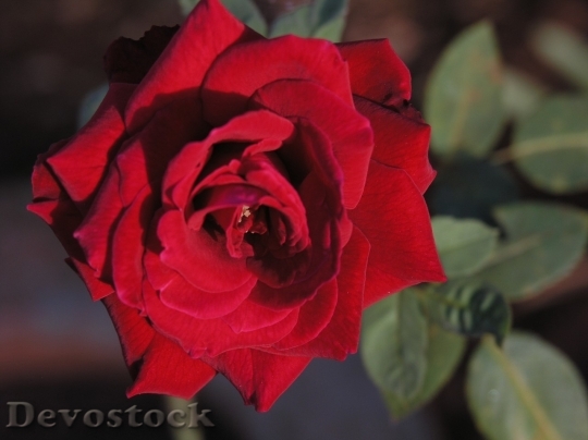 Devostock Beautiful red rose  (413)