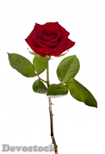 Devostock Beautiful red rose  (416)