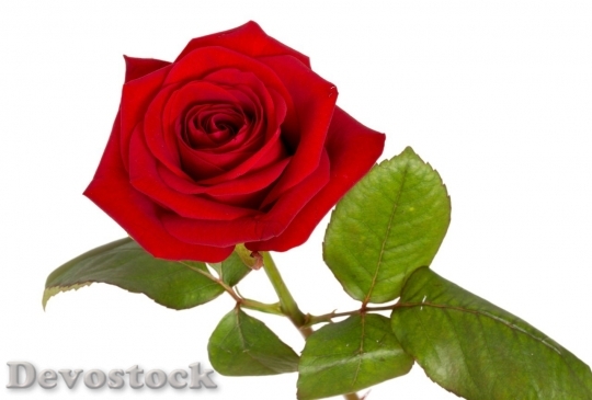 Devostock Beautiful red rose  (417)