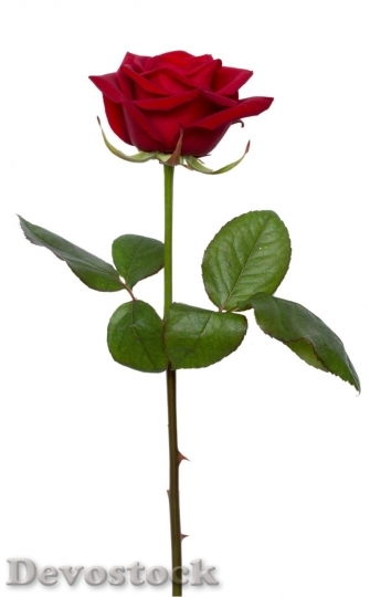 Devostock Beautiful red rose  (418)