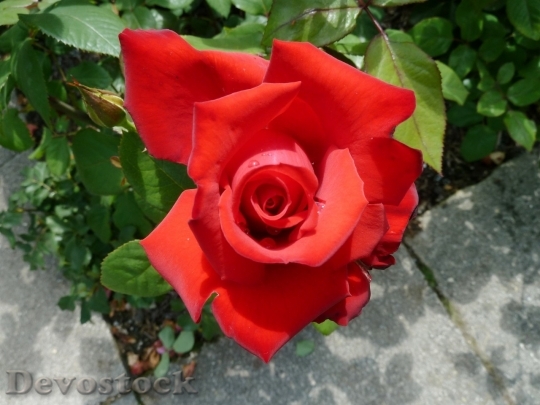 Devostock Beautiful red rose  (419)