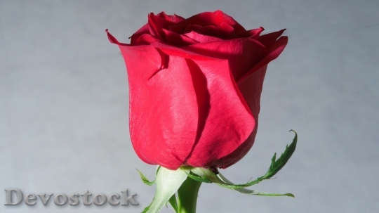Devostock Beautiful red rose  (42)