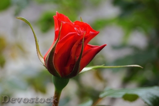 Devostock Beautiful red rose  (420)