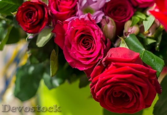 Devostock Beautiful red rose  (421)