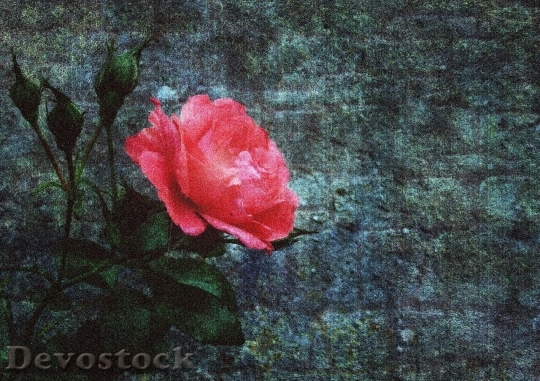 Devostock Beautiful red rose  (423)