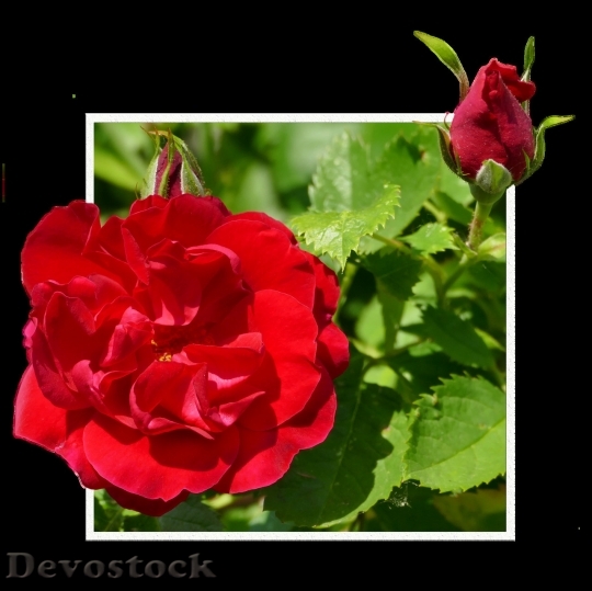 Devostock Beautiful red rose  (424)