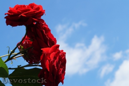 Devostock Beautiful red rose  (425)