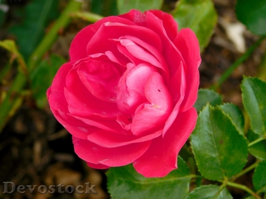 Devostock Beautiful red rose  (426)