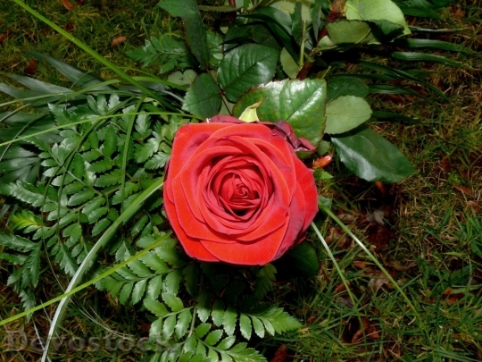 Devostock Beautiful red rose  (432)