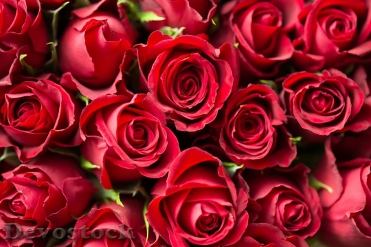 Devostock Beautiful red rose  (433)