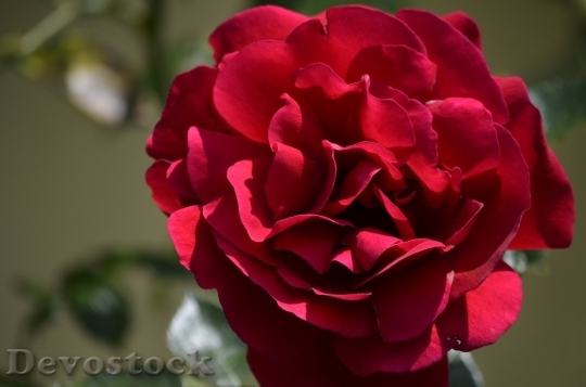 Devostock Beautiful red rose  (434)