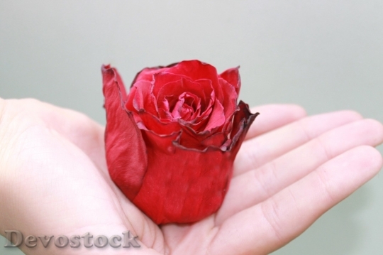 Devostock Beautiful red rose  (435)