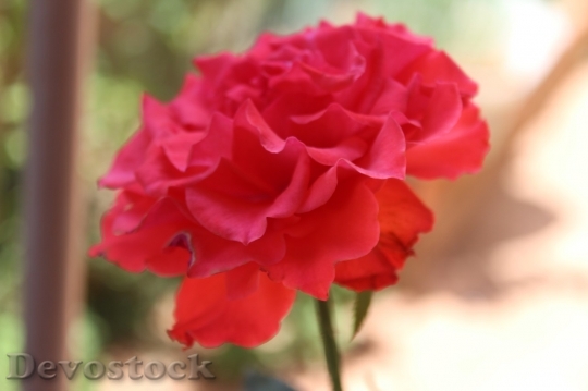 Devostock Beautiful red rose  (436)