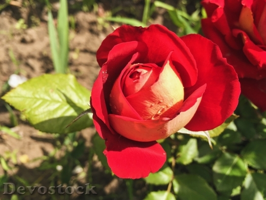 Devostock Beautiful red rose  (437)
