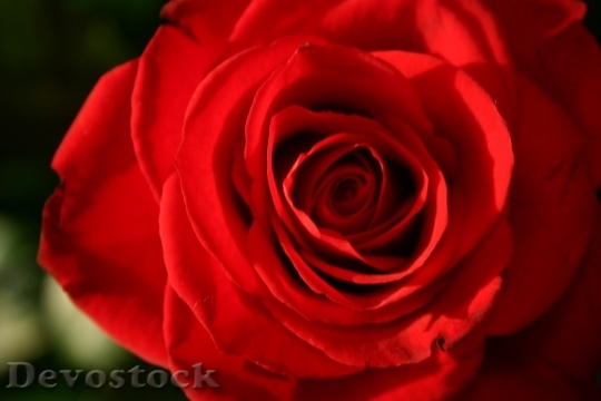 Devostock Beautiful red rose  (439)